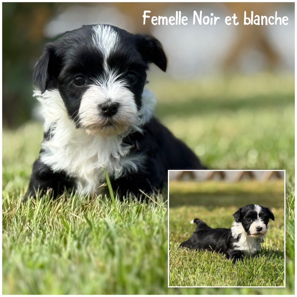 Des Terres De L'Avesnois - Chiots disponibles - Bichon Havanais