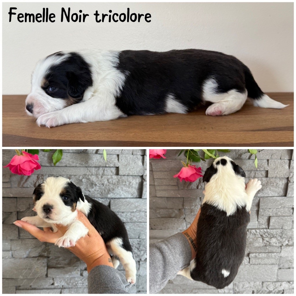 Des Terres De L'Avesnois - Chiots disponibles - Berger Américain Miniature 