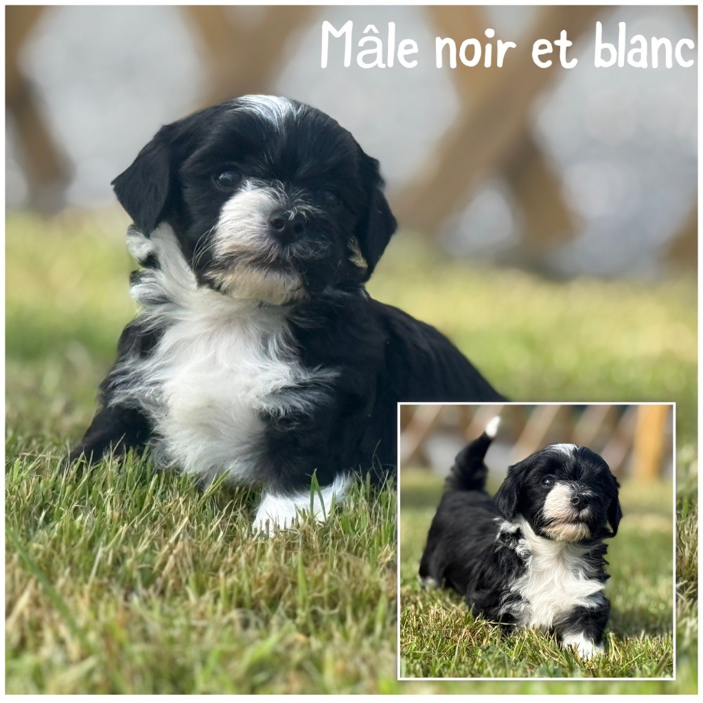 Des Terres De L'Avesnois - Chiots disponibles - Bichon Havanais