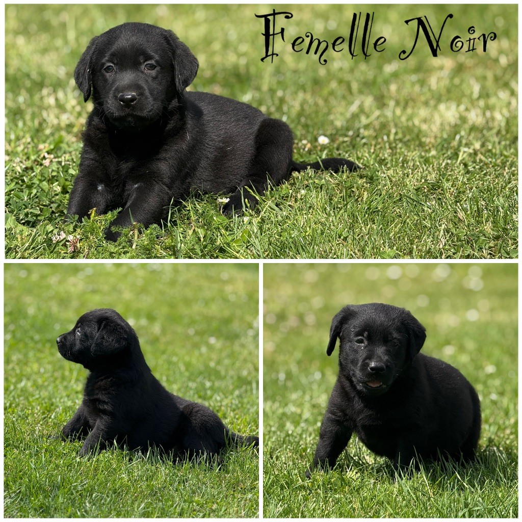 Des Terres De L'Avesnois - Chiots disponibles - Labrador Retriever