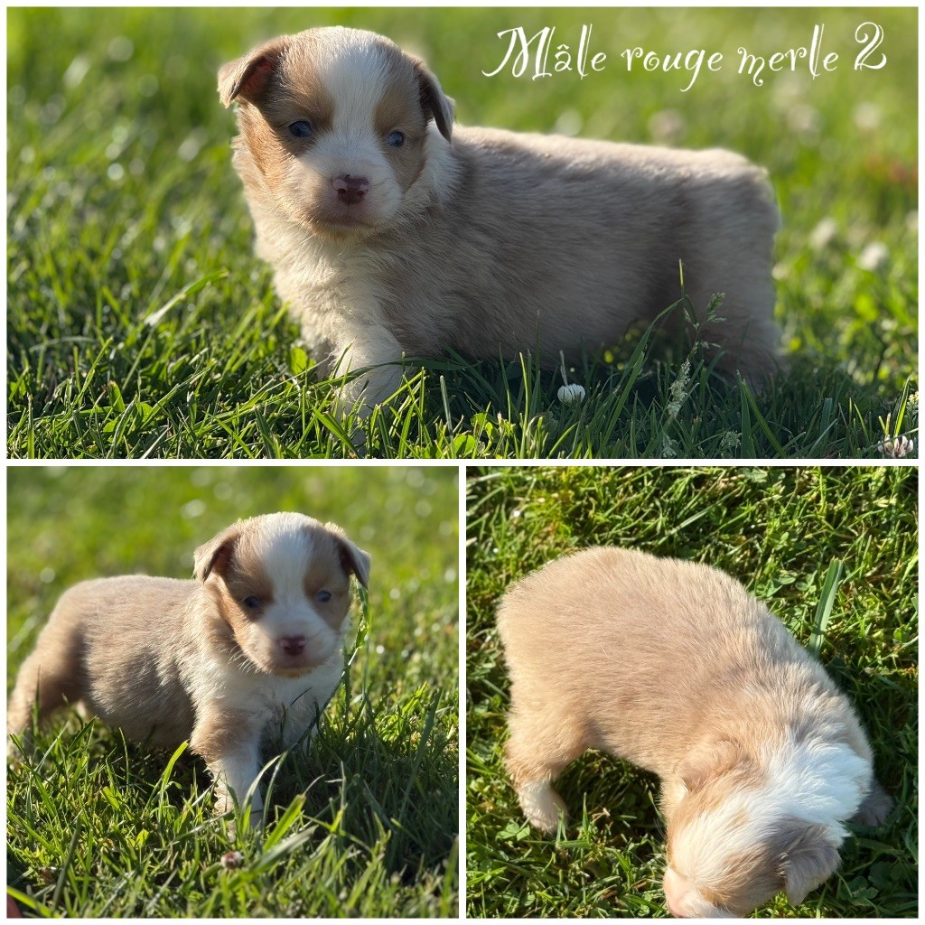 Des Terres De L'Avesnois - Chiots disponibles - Berger Américain Miniature 
