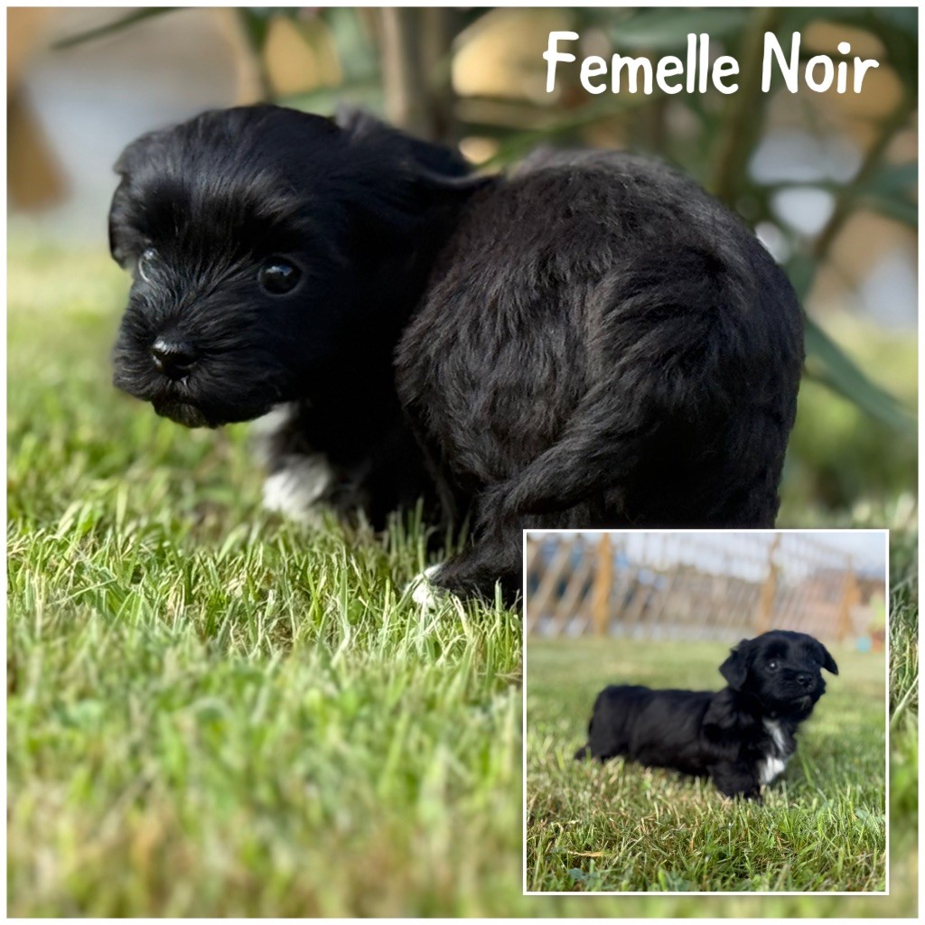 Des Terres De L'Avesnois - Chiots disponibles - Bichon Havanais