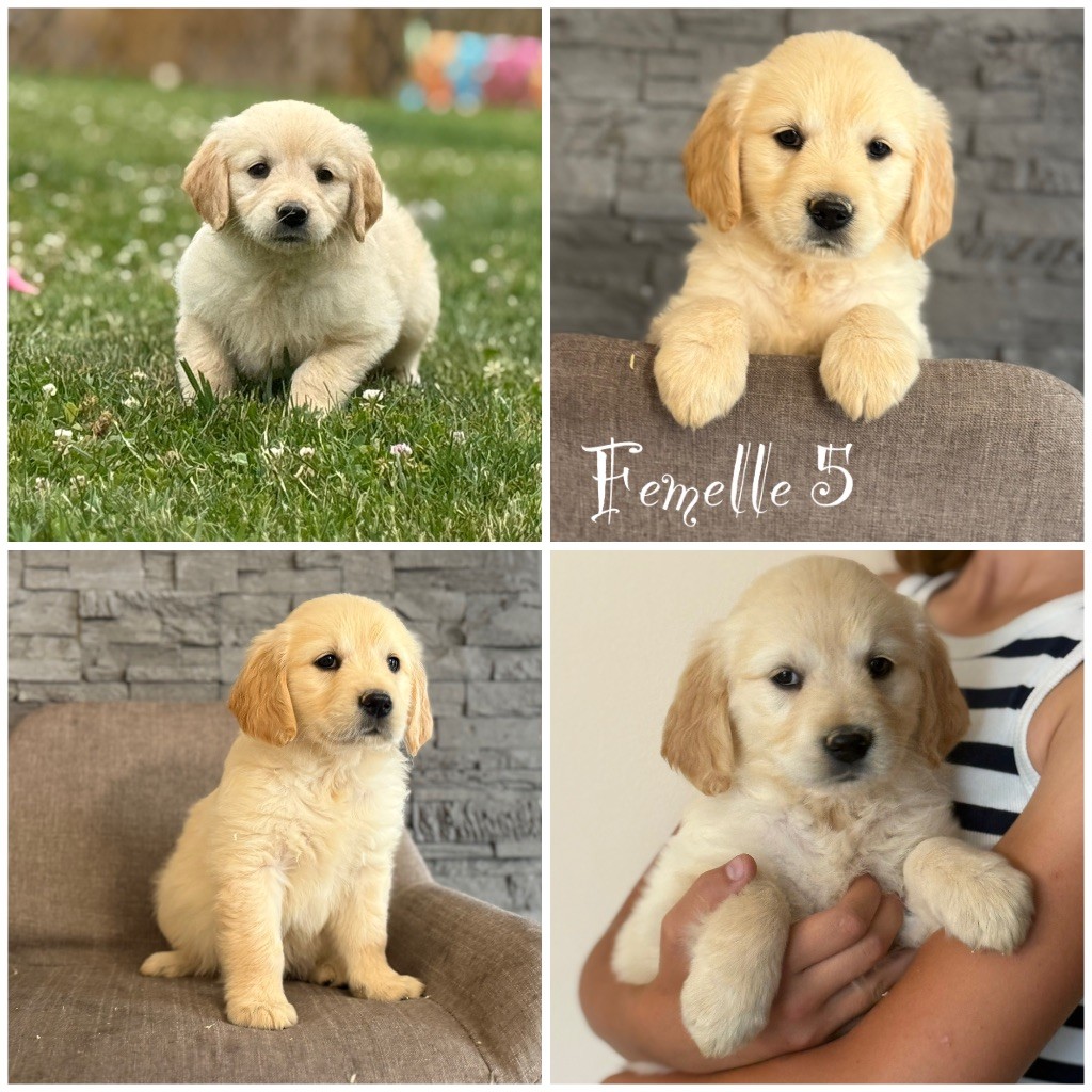 Des Terres De L'Avesnois - Chiots disponibles - Golden Retriever