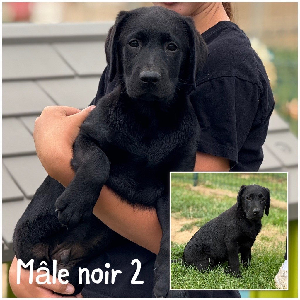 Des Terres De L'Avesnois - Chiots disponibles - Labrador Retriever