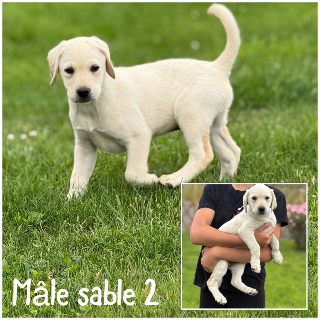 Des Terres De L'Avesnois - Chiots disponibles - Labrador Retriever