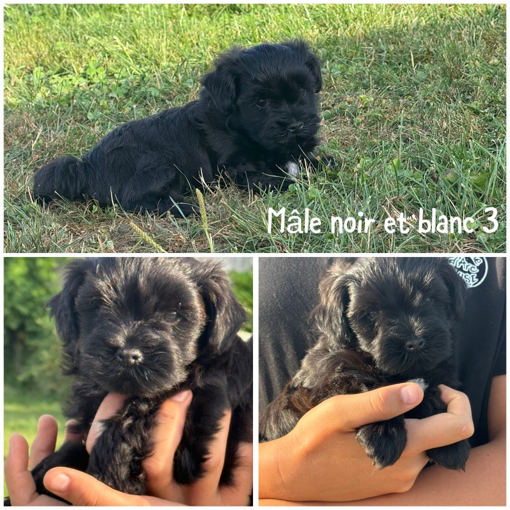 Des Terres De L'Avesnois - Chiots disponibles - Bichon Havanais