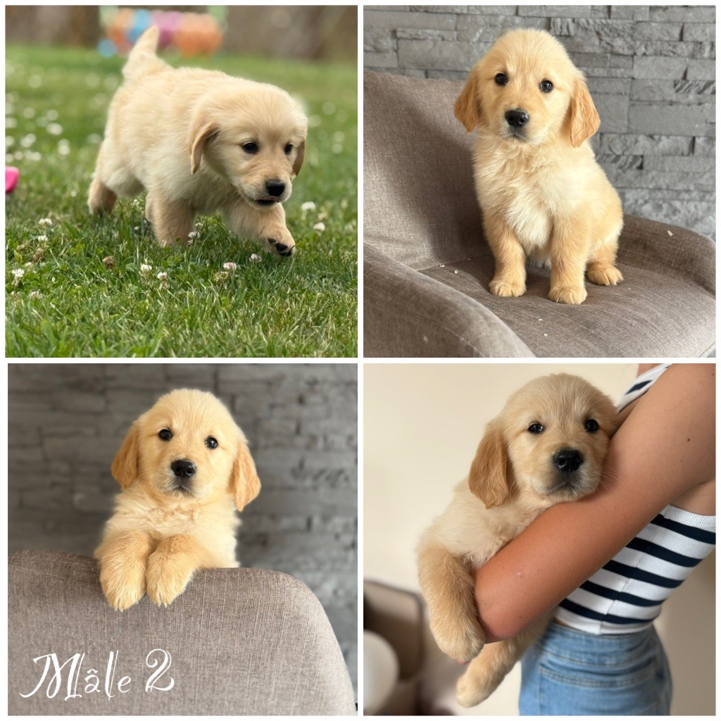 Des Terres De L'Avesnois - Chiots disponibles - Golden Retriever