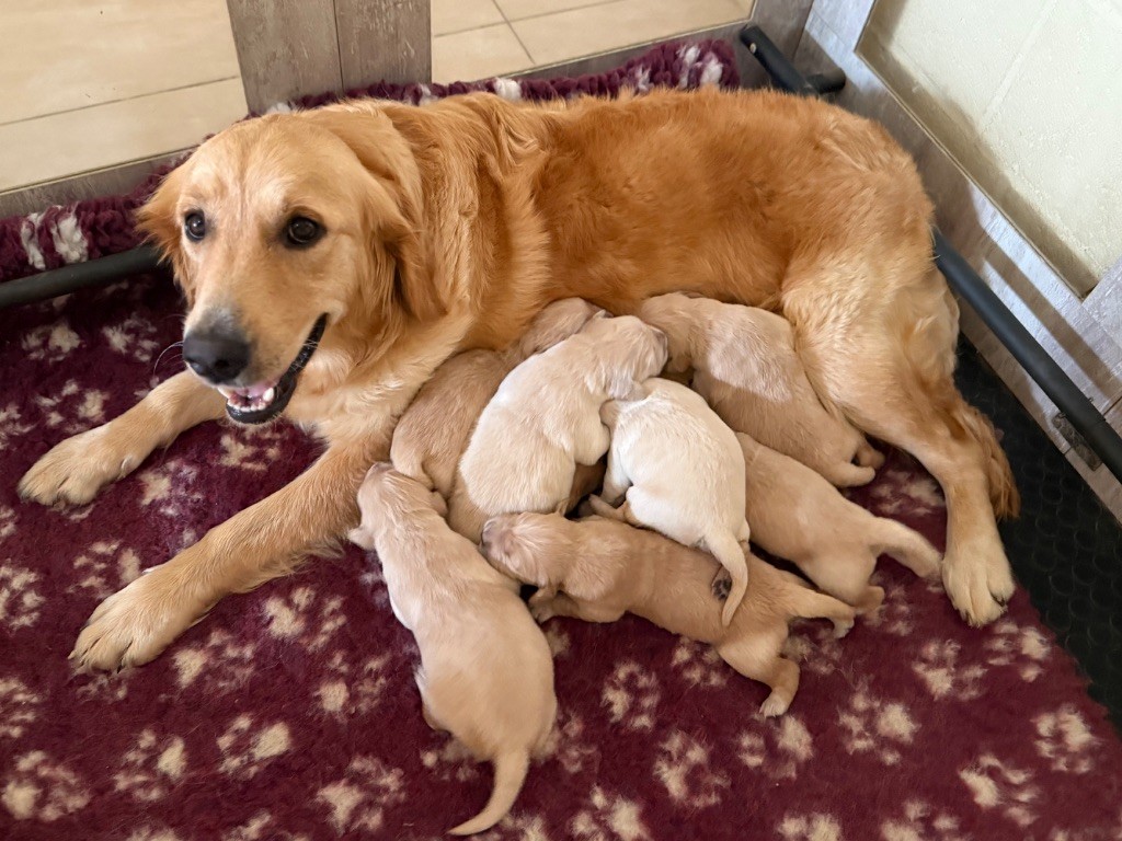 Chiot Golden Retriever Des Terres De L'Avesnois