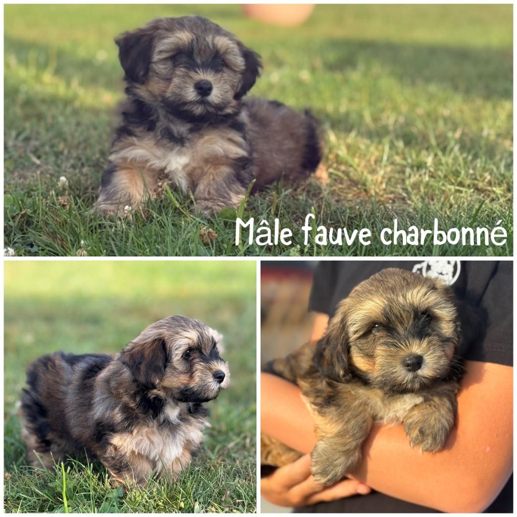 Des Terres De L'Avesnois - Chiots disponibles - Bichon Havanais