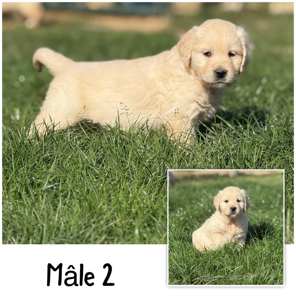 Des Terres De L'Avesnois - Chiots disponibles - Golden Retriever