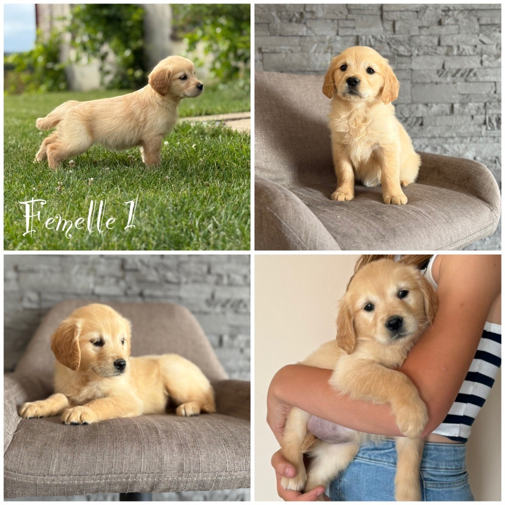 Des Terres De L'Avesnois - Chiots disponibles - Golden Retriever